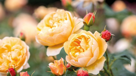 T'RUIH T'NGAY 6/12/2019