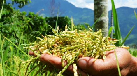Bêl pân đil đha nuôr Cor năl cơnh bhrợ cha