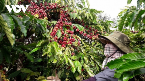 Đhanuôr Gia Lai bhrợ phân hữu cơ, bhrợ cơnh liêm choom lâng đhr’năng zên câl phân dzoóc dal