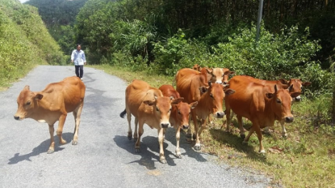 Liêm choom tơợ xa nay bh’rợ đoọng m’ma c’roóc ha đhanuôr Quảng Nam