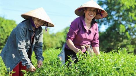 Zr’lụ chè tr’haanh bhlầng zr’lụ Đông Bắc năc ha dưr cớ