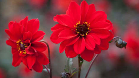 T’RÚIH T’NGAY 20/9/2019