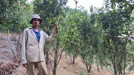 Chóh tơơm cha p’lêê, c’lâng zi lấh đha rứt âng đhanuôr k’coong ch’ngai