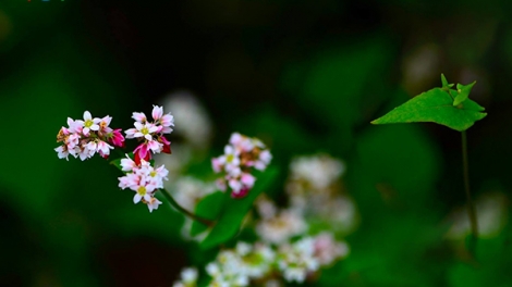 T'RUÍH PHÁT THANH T'NGAY 11-12