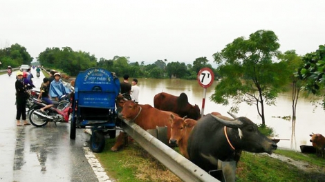 Hà Tĩnh: Muy ch’nắc bil tic, bấc chr’val nong đác đhậu tu boo túh