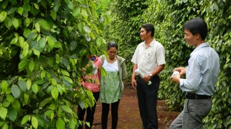 Đắc Lắc: 350 khuyến nông viên cơ sở bơơn ra văng đoọng c’năl xay bhrợ pr’lúh răng đơớh, chêệt k’zíh ha tơơm a moọt