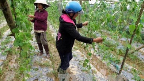 Quảng Ngãi t’bhlâng rạch bhrợ têng cớ xang túh