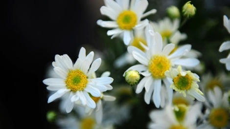 T'RUÍH PHÁT THANH T'NGAY 01-12