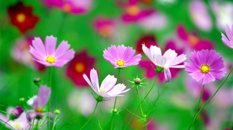 T'RUÍH PHÁT THANH T'NGAY 15-12