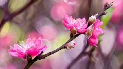 T'RUIH PHÁT THANH T'NGAY 28/12