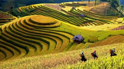 Pa dzoóc hân noo bhrợ cóh ruộng chuôr Mù Cang Chải