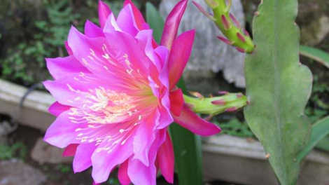 T’RUIH T’NGAY 03/12/2020