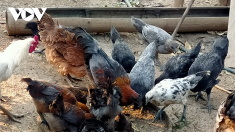 Pân đil Mông z’lâh đha rựt