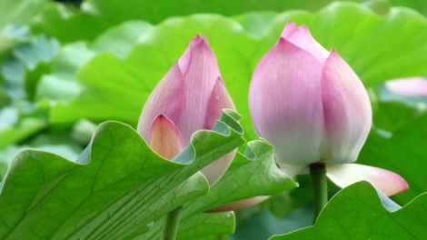 Đại hội 12 âng Đảng:Đối ngoại k’đhơợng nhâm râu liêm crêê bhlâng âng k’tiếc k’ruung- acoon ma nứih hêê