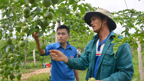 Đắk Lăk: Cán bộ đoàn bhrợ têng cha choom cóh zr’lụ k’tiếc zr’nắh k’đhạp Cư Elang