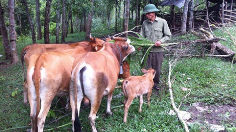 Manuýh t’coóh ta ha Vân Kiều bhrợ cha choom