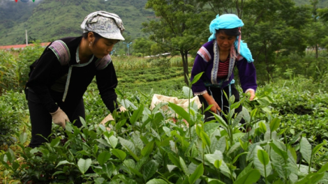 Đhanuôr bhrợ ha rêê đhuốch Lai Châu bhrợ t’váih cr’van cr’bhộ đươi tơợ bh’rợ bhrợ têng nông nghiệp chuyên canh