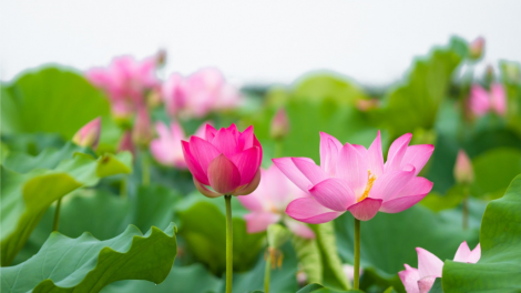 T'RUIH PA XUL T'NGAY 24/5/2020