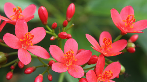 T'RUIH T'NGAY 21/2/2020