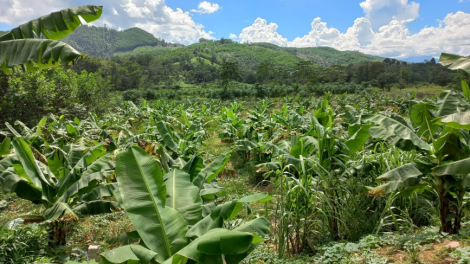Đông Giang: Nông dân Cơ- Tu thi đua phát triển kinh tế