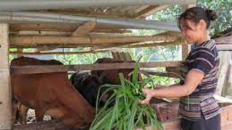 Quảng Ngãi: Pa dưr bh’rợ Đảng viên coh bh’rợ pa xiêr đha rưt zr’lụ đha nuôr acoon coh