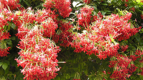 T'RUIH PA XUL T'NGAY 18/5/2020