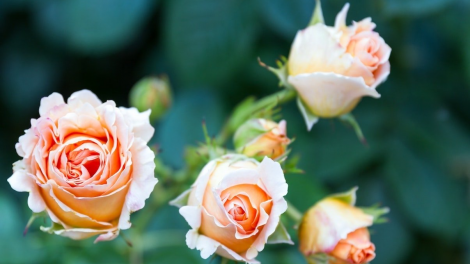 T’RUIH T’NGAY 01-02- 2020