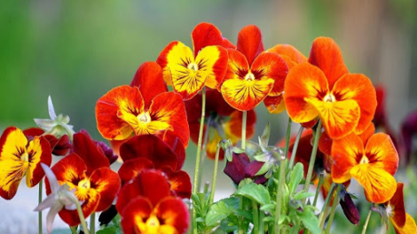 T’RUIH T’NGAY 20/11