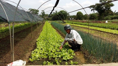 Đà Nẵng: Hợp tác xã dịch vụ bhrợ têng pa’câl k’rong pazưm bhrợ padưr liêm choom