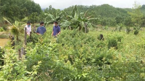 Chóh chè a’ngoọn zooi đhanuôr k’coong ch’ngai Quảng Nam zi lấh đha rứt