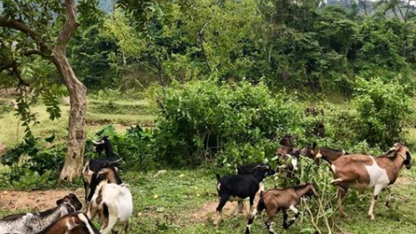 Anoo Dương Văn Tư Tợơ ha ul đha rựt váih nắc ma nuýh ca van băn bé đhi vel Mông