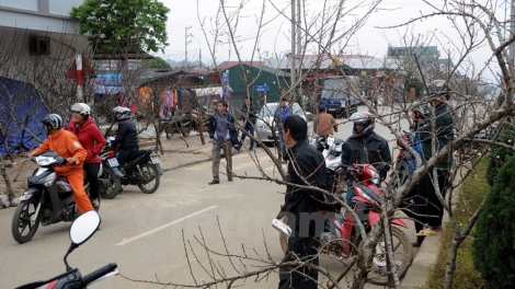 Lai Châu: r’rộ r’răm đào crâng xiêr phố