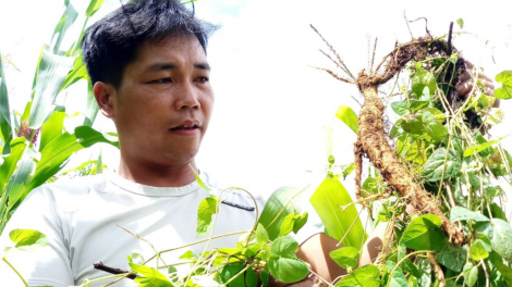 A Lăng Lơ- Manuyh liêm choom bhlâng coh zr’lụ c’noong k’tiêc Tây Giang