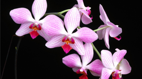 T'RUIH T'NGAY 23-2-2021