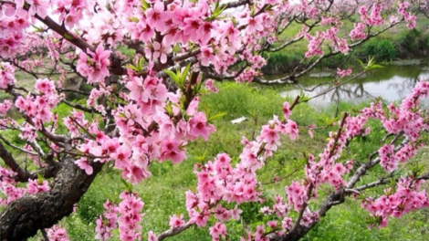 T'RUIH PA XUL T'NGAY 31-1-2022