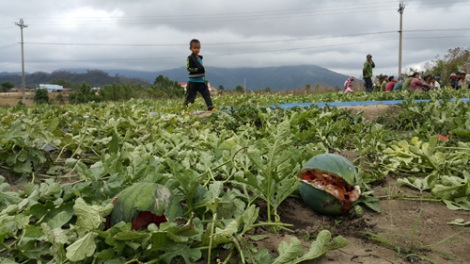 Gia Lai: hân noo bha cai “ a tăng”