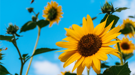 T'RUIH PA XUL T'NGAY 31-12