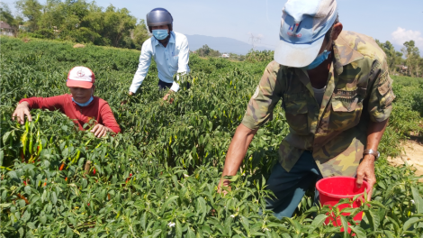 Chr’nắp chr’noh chr’bệêt xiêr Hội Nông dân Đà Nẵng bhrợ poong pa tệêt đoọng pa câl