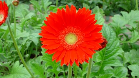 T'RUIH T'NGAY 9/9/2021