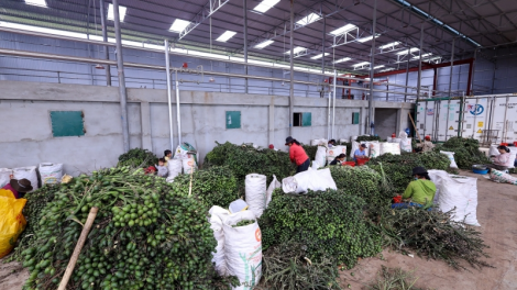 Đăk Lăk: Chr’năp p’nang xiêr bhrợ đhanuôr choh k’rang