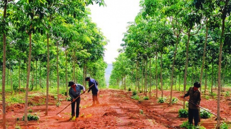 Liêm choom âng bhiệc pazao crâng đoọng ha cộng đồng lâng đhanuôr k’đhơợng zư.