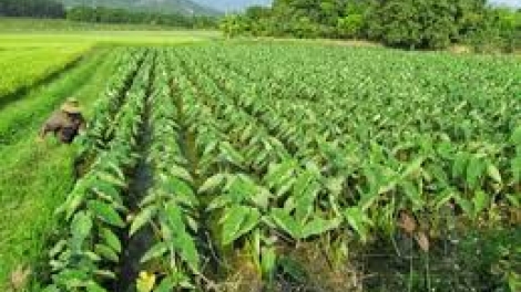 Liêm bấc tơơm chr’nóh hân noo p’răng xơớt, zúp k’míah đác