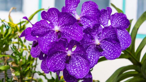 T’RUIH PA XƯL T’NGAY 11-9-2020