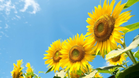 T'RUIH T'NGAY 21/7/2022