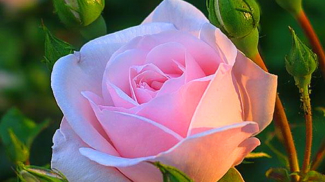 T’RUIH T’NGAY 23-01- 2020