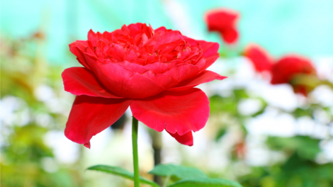 T'RUIH PA XUL T'NGAY 27/12/2021