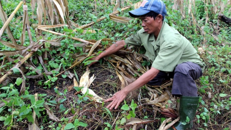 Đẳng sâm – T’nơơm t’bil ha ul pa xiêr đharứt cóh Ch’ Ơm