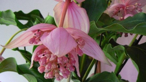 T'RUIH PA XUL T'NGAY 19/12/2017