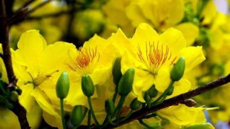 T'RUIH PHÁT THANH T'NGAY 22/6/2017