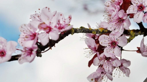 T'RUIH PHÁT THANH T'NGAY 20/4/2017